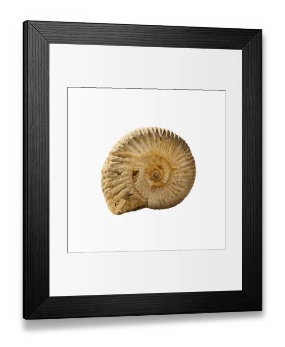 Framed Print : Ammonite fossil white background Framed Print : Ammonite fossil white background