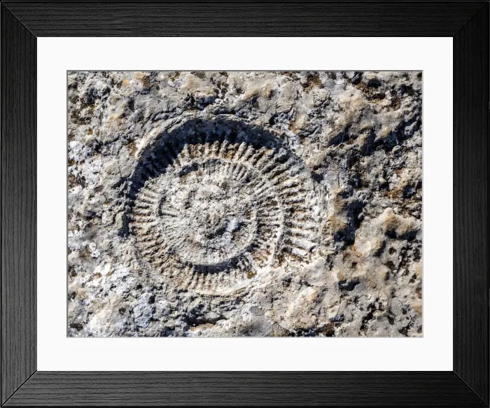 Framed Print : Fossil of ammonites outdoors in nature Framed Print : Fossil of ammonites outdoors in nature