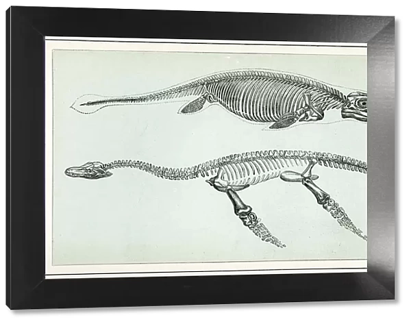 Ichthyosaurus and Plesiosaurus