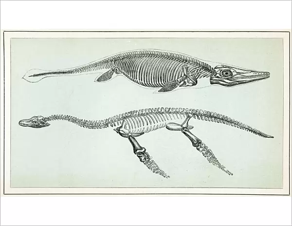 Ichthyosaurus and Plesiosaurus