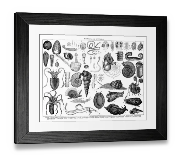 Framed Print : Old engraved illustration of Mollusca and Scolecida Framed Print : Old engraved illustration of Mollusca and Scolecida