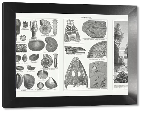 Fossils and plants from the Triassic period, woodcuts, published 1897