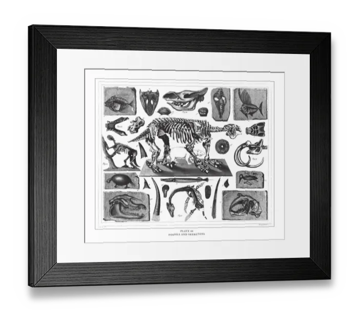 Framed Print : Fossils and Skeletons Engraving Antique Illustration, Published 1851