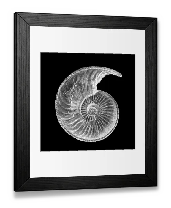 Framed Print : Amaltheus margaritatus fossil