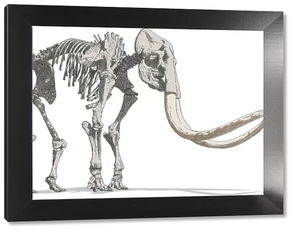 Paleontology Illustrations, 154346474