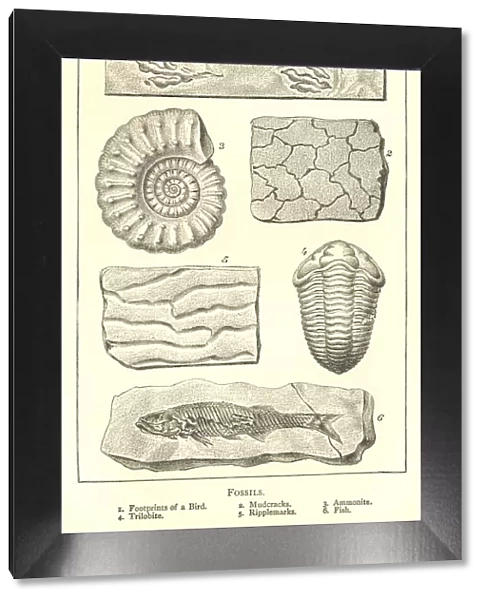 Nineteenth century engraving of various fossils