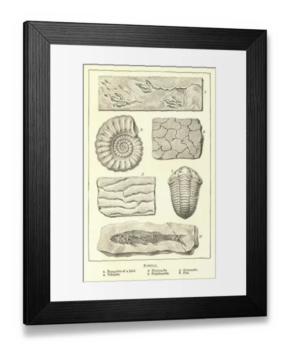 Framed Print : Nineteenth century engraving of various fossils Framed Print : Nineteenth century engraving of various fossils