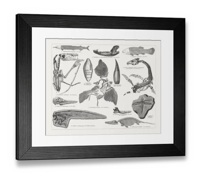 Framed Print : Jurassic fossils, wood engraving, published in 1897 Framed Print : Jurassic fossils, wood engraving, published in 1897