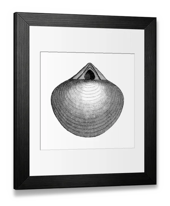 Framed Print : Stringocephalus is an extinct genus of large brachiopods Framed Print : Stringocephalus is an extinct genus of large brachiopods