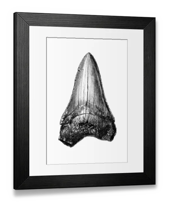 Framed Print : Carcharodon megalodon tooth Framed Print : Carcharodon megalodon tooth