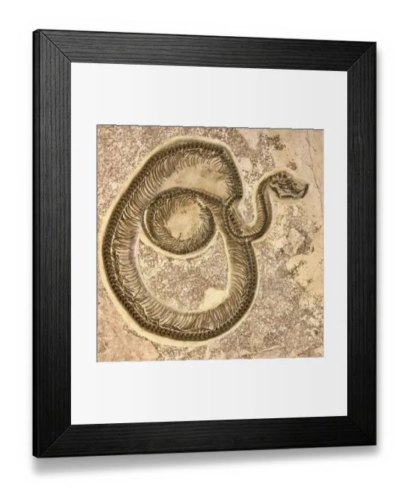 Framed Print : Fossil Snake (Boavus idelmani) Green River Formation, Wyoming