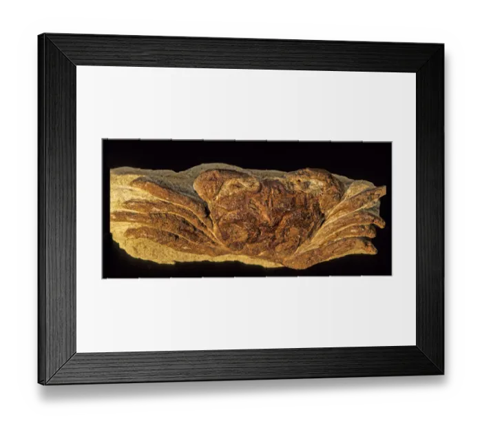 Framed Print : FOSSIL CRAB--CRUSTACEAN Framed Print : FOSSIL CRAB--CRUSTACEAN