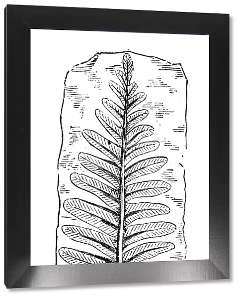 Antique illustration of plants: Fossil fern