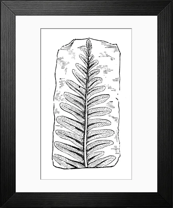 Framed Print : Antique illustration of plants: Fossil fern Framed Print : Antique illustration of plants: Fossil fern