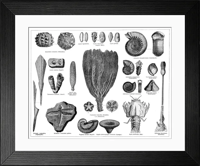 Framed Print : Jurassic fossils Framed Print : Jurassic fossils