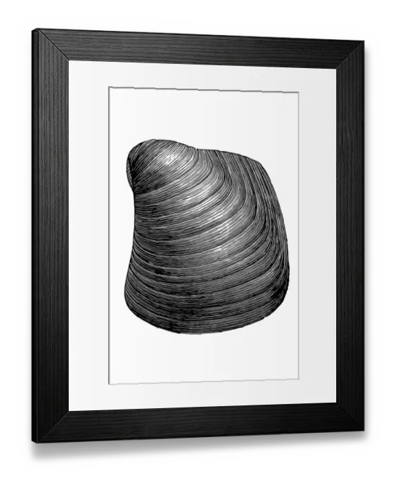 Framed Print : Congeria subglobosa is extinct genus of fossil marine oysters Framed Print : Congeria subglobosa is extinct genus of fossil marine oysters