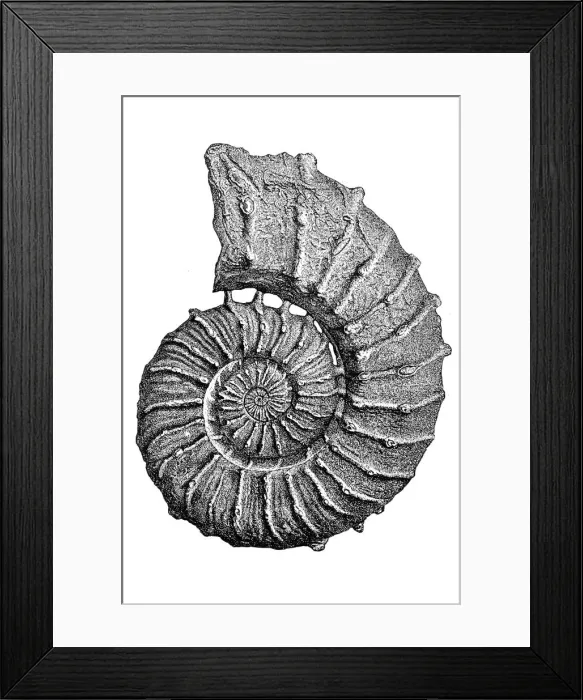 Framed Print : Crioceras roemeri fossil Framed Print : Crioceras roemeri fossil
