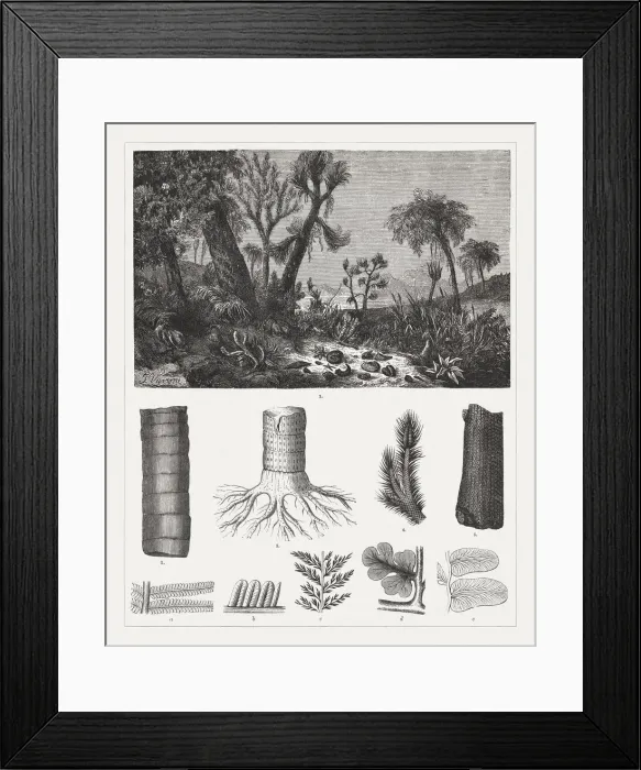 Framed Print : Geologic period Carboniferous, wood engravings, published 1894 Framed Print : Geologic period Carboniferous, wood engravings, published 1894