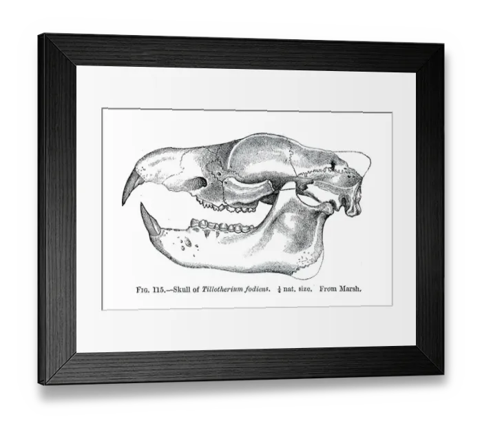 Framed Print : Fossil skull engraving 1883 Framed Print : Fossil skull engraving 1883