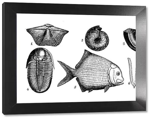 Antique engraving illustration: Paleozoic fossils