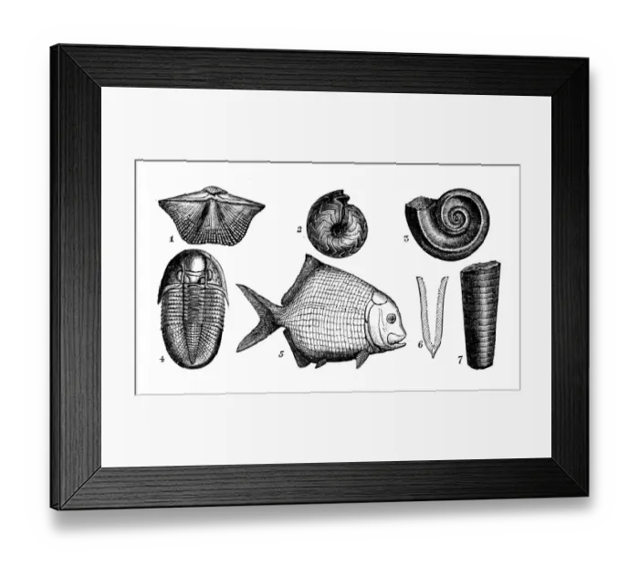 Framed Print : Antique engraving illustration: Paleozoic fossils Framed Print : Antique engraving illustration: Paleozoic fossils