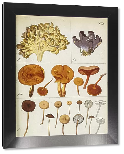 Botanical illustration by Jacquin 1781