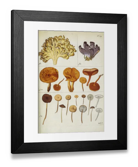 Framed Print : Botanical illustration by Jacquin 1781 Framed Print : Botanical illustration by Jacquin 1781