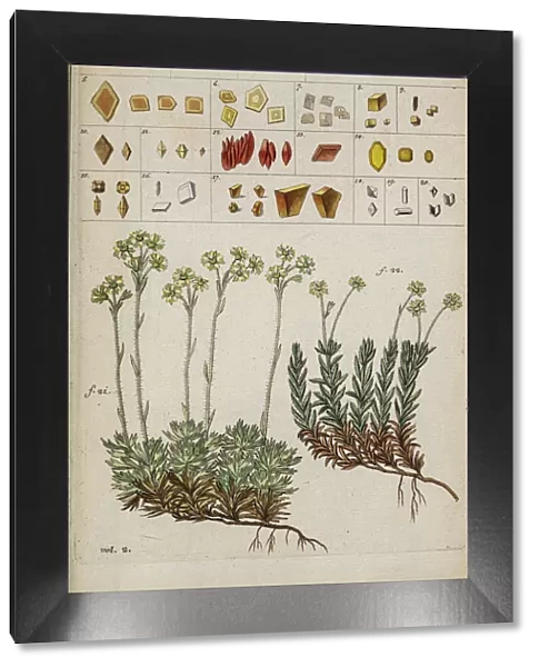 Botanical illustration by Jacquin 1778