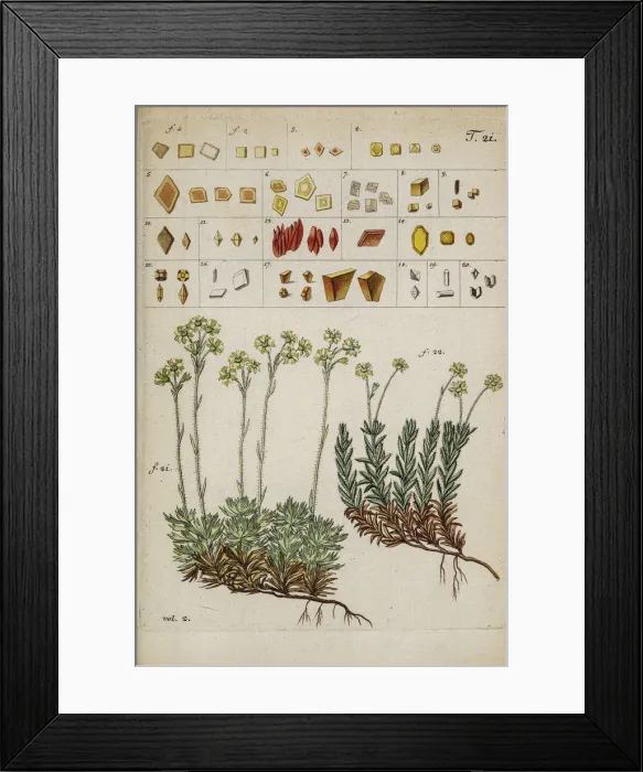 Framed Print : Botanical illustration by Jacquin 1778 Framed Print : Botanical illustration by Jacquin 1778