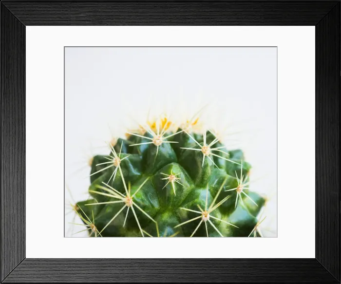 Framed Print : Studio shot of cactus