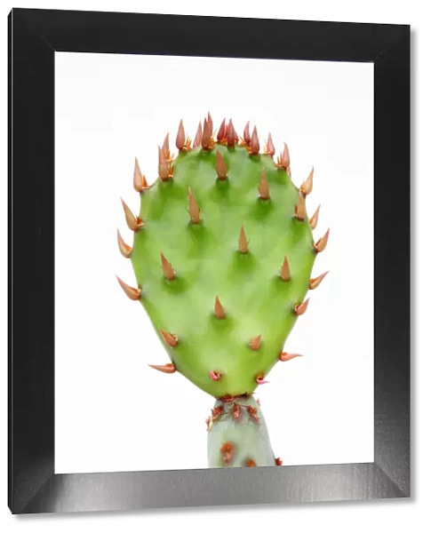 New segment on cactus