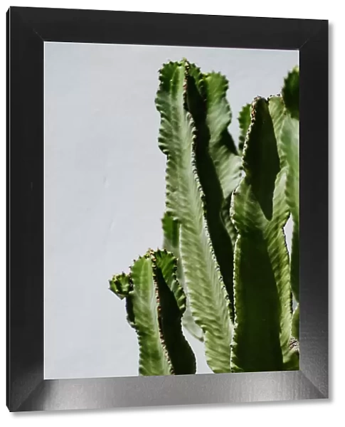 Close-Up Of Cactus Against White Wall