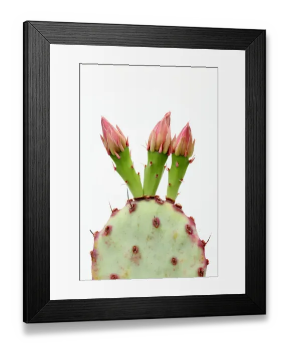 Framed Print : Buds on opuntia cactus Framed Print : Buds on opuntia cactus