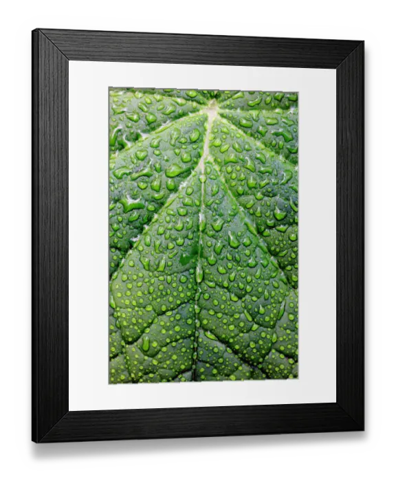 Framed Print : Green leaf with raindrops Framed Print : Green leaf with raindrops
