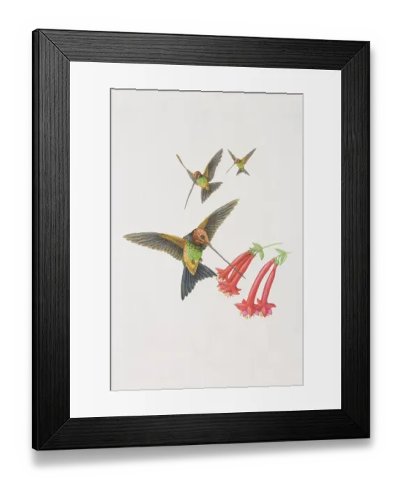Framed Print : Ensifera ensifera, Sword Billed Hummingbird, three long-beaked hummingbirds hovering by flowerheads