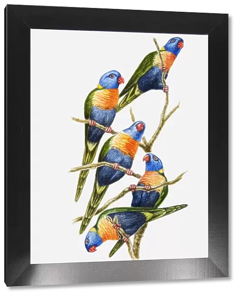 Illustration of a flock of Rainbow lorikeets (Trichoglossus haematodus) perching on tree branches
