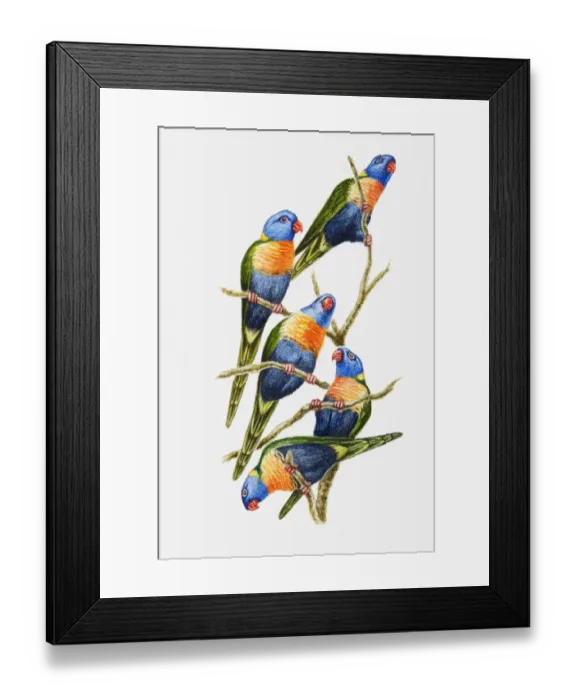 Framed Print : Illustration of a flock of Rainbow lorikeets (Trichoglossus haematodus) perching on tree branches Framed Print : Illustration of a flock of Rainbow lorikeets (Trichoglossus haematodus) perching on tree branches