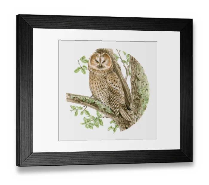 Framed Print : Illustration of a Tawny owl (Strix aluco) sitting on a tree branch Framed Print : Illustration of a Tawny owl (Strix aluco) sitting on a tree branch