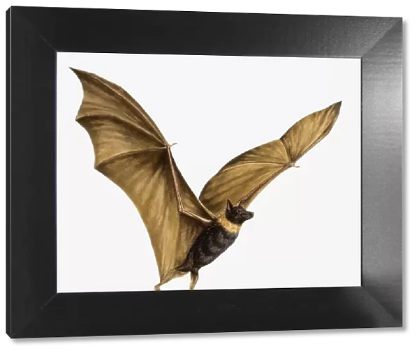 Illustration of Bat (Chiroptera) flying with large, outstretched wings