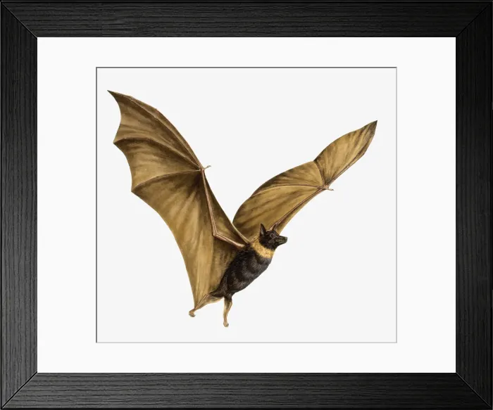 Framed Print : Illustration of Bat (Chiroptera) flying with large, outstretched wings Framed Print : Illustration of Bat (Chiroptera) flying with large, outstretched wings