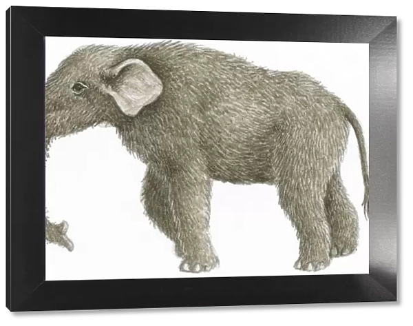 Illustration of Mastodon (Mammut), prehistoric mammal with furry skin and long, white tusks