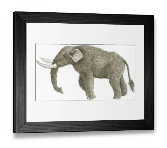 Framed Print : Illustration of Mastodon (Mammut), prehistoric mammal with furry skin and long, white tusks Framed Print : Illustration of Mastodon (Mammut), prehistoric mammal with furry skin and long, white tusks