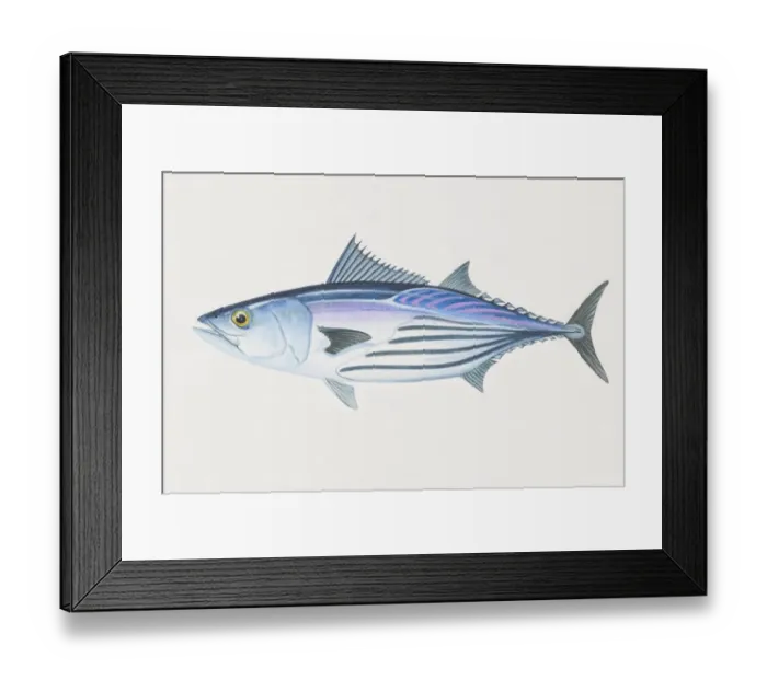 Framed Print : Katsuwonus pelamis, Skipjack Tuna, side view Framed Print : Katsuwonus pelamis, Skipjack Tuna, side view