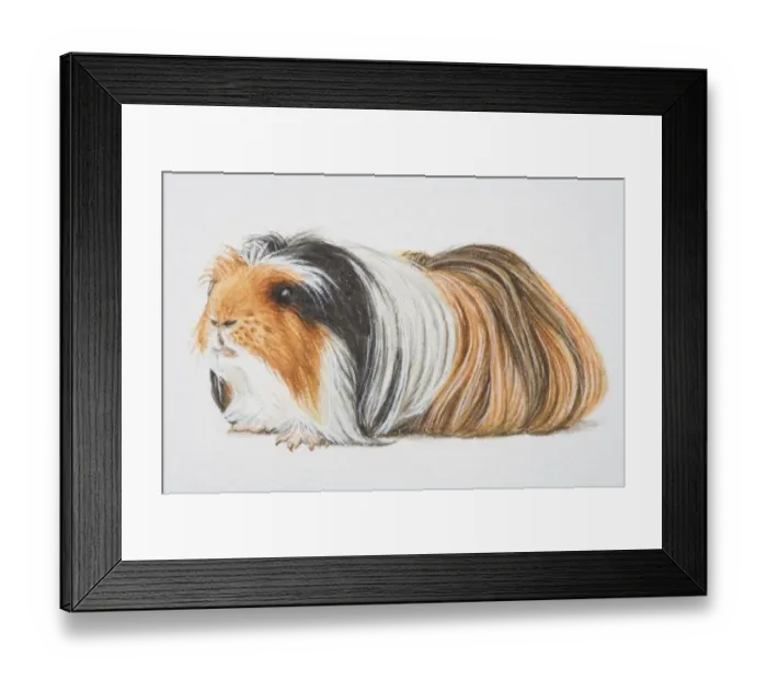 Framed Print : A Peruvian and Non-self Sheltie cross-breed guinea pig