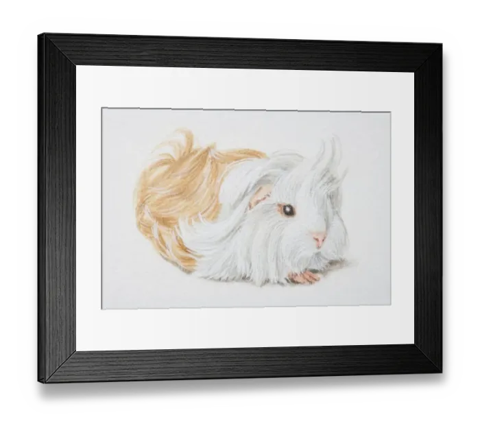 Framed Print : Cavia porcellus, Non-self Peruvian Guinea Pig Framed Print : Cavia porcellus, Non-self Peruvian Guinea Pig