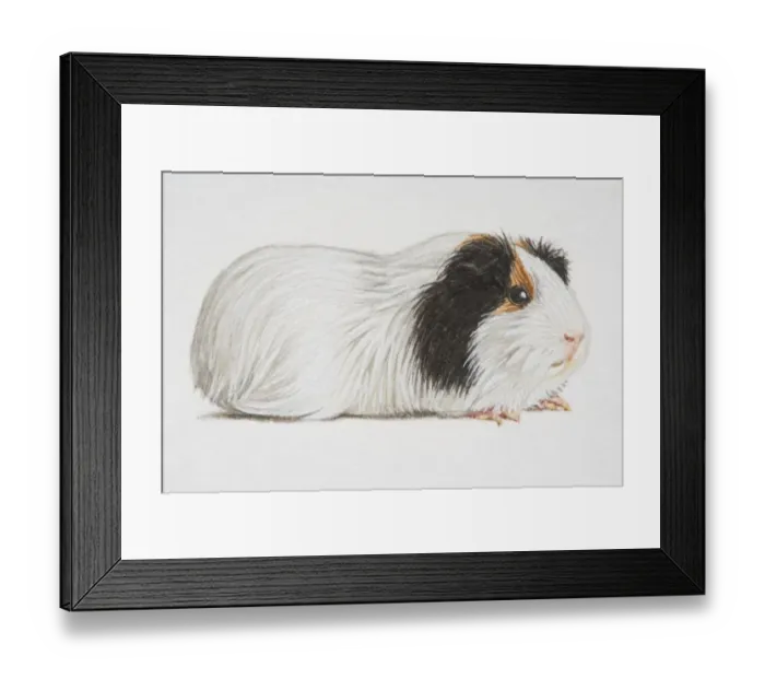 Framed Print : Cavia porcellus, black and white Domestic Guinea Pig, side view Framed Print : Cavia porcellus, black and white Domestic Guinea Pig, side view