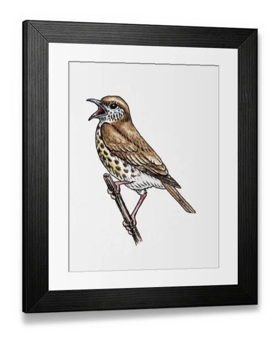 Framed Print : Illustration of Song Thrush (Turdus philomelos) singing on twig Framed Print : Illustration of Song Thrush (Turdus philomelos) singing on twig