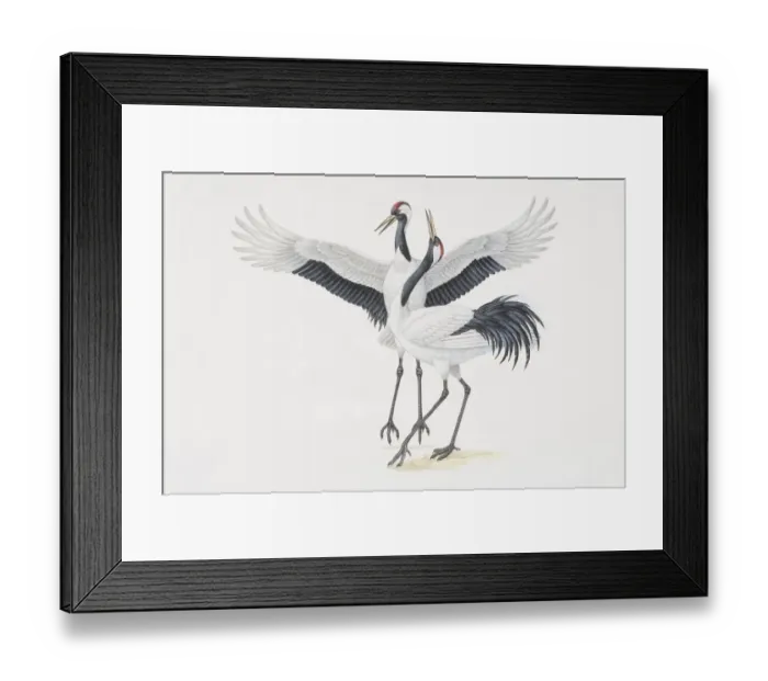 Framed Print : Grus japonensis, two Japanese Red Crowned Cranes, one bending its neck backwards and the other flapping its wings, side view