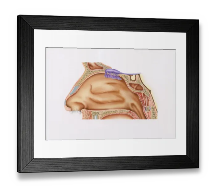 Framed Print : Cross-section illustration of nasal cavity, nasal epithelium, and smell receptors (Olfaction)