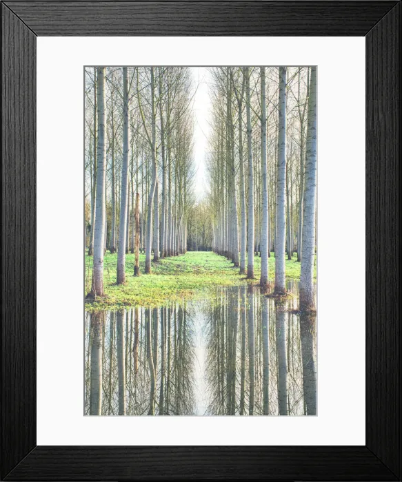 Framed Print : Aligned trees reflecting on flooded ground Framed Print : Aligned trees reflecting on flooded ground